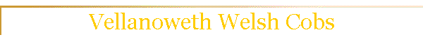 Vellanoweth Welsh Cobs